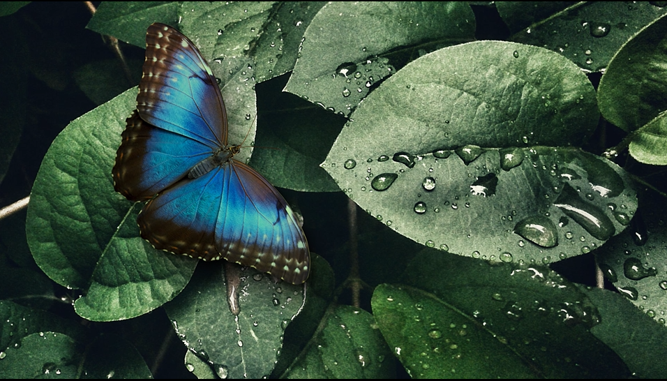Figure 1. The Blue Morpho Butterfly inspired the development of KolourOptik®—a META® technology for manufacturing visually stunning, environmentally sustainable banknote security features  